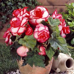 Begonia Doble 'Bouton de rose'